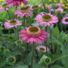 Echinacea hybrid 'Delicious Candy'®, Solhat