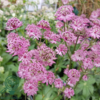 Astrantia major 'Star of Beauty'®, Stjerneskærm