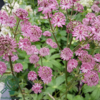 Astrantia major 'Star of Beauty'®, Stjerneskærm