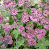 Astrantia major 'Star of Beauty'®, Stjerneskærm