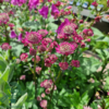 Astrantia major 'Star of Beauty'®, Stjerneskærm