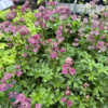Astrantia major 'Star of Beauty'®, Stjerneskærm