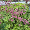 Astrantia major 'Star of Beauty'®, Stjerneskærm