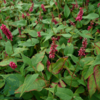 Persicaria amplexicaulis 'Inverleith', Kertepileurt