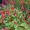 Persicaria amplexicaulis 'Inverleith', Kertepileurt
