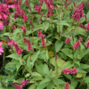 Persicaria amplexicaulis 'Inverleith', Kertepileurt