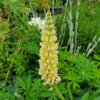 Lupinus polyphyllus 'Kronleuchter'