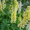 Lupinus polyphyllus 'Kronleuchter'