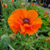 Papaver orientale 'Harvest Moon' Kæmpevalmue