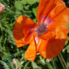Papaver orientale 'Harvest Moon' Kæmpevalmue