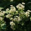Astrantia major 'Star of Billion''®, Stjerneskærm
