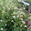 Astrantia major 'Star of Billion''®, Stjerneskærm
