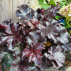 Heuchera hybrid 'Black Pearl'® sortrød, Alunrod