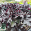Heuchera hybrid 'Black Pearl'® sortrød, Alunrod