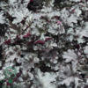 Heuchera hybrid 'Black Pearl'® sortrød, Alunrod