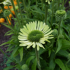 Echinacea hybrid 'Green Jewel'®, Solhat
