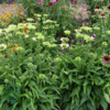 Echinacea hybrid 'Green Jewel'®, Solhat