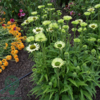 Echinacea hybrid 'Green Jewel'®, Solhat