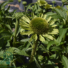 Echinacea hybrid 'Green Jewel'®, Solhat