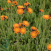Hieracium aurantiacum, Høgeurt