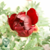 Paeonia itoh-hybrid 'Scarlet Heaven' (Træpæon), Pæon / bonderose / Træpæon