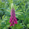 Lupinus polyphyllus 'Mein Schloss'