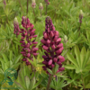 Lupinus polyphyllus 'Mein Schloss'
