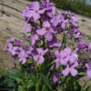 Hesperis matronalis, Natviol