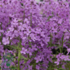 Hesperis matronalis, Natviol