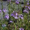 Hesperis matronalis, Natviol