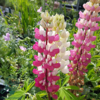 Lupinus polyphyllus 'Schlossfrau'