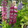 Lupinus polyphyllus 'Schlossfrau'