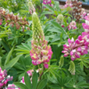 Lupinus polyphyllus 'Schlossfrau'
