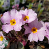 Primula margotae 'Garryarde Guinevere' - mørke blade, Pudeprimula