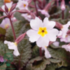 Primula margotae 'Garryarde Guinevere' - mørke blade, Pudeprimula
