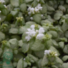 Lamium maculatum 'White Nancy', Tvetand