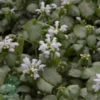 Lamium maculatum 'White Nancy', Tvetand
