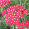 Achillea millefolium 'Paprika', Røllike