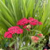 Achillea millefolium 'Paprika', Røllike