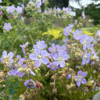Geranium pratense 'Mrs. Kendall Clark', Storkenæb