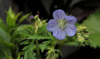 Geranium pratense 'Mrs. Kendall Clark', Storkenæb