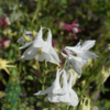 Aquilegia vulgaris 'Alba', Akeleje
