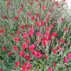 Dianthus deltoides 'Leuchtfunk', Nellike