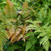 Dryopteris erythrosora, Rødslørmangeløv