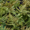 Dryopteris erythrosora, Rødslørmangeløv