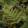 Dryopteris erythrosora, Rødslørmangeløv
