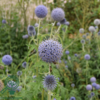 echinops ritro 'Veitch's Blue', Kugletidsel