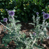 echinops ritro 'Veitch's Blue', Kugletidsel