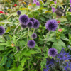 echinops ritro 'Veitch's Blue', Kugletidsel