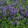 Ajuga reptans, Krybende Læbeløs